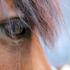 Eyes Tell the Story
